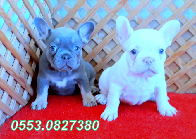 BLUE AND TAN VE LİLAC AND TAN FRENCH BULLDOG YAVRULAR İZMİR